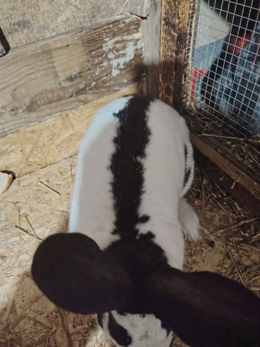 Vand pui de iepuri diferite rase sau masculi doar pentru Monte