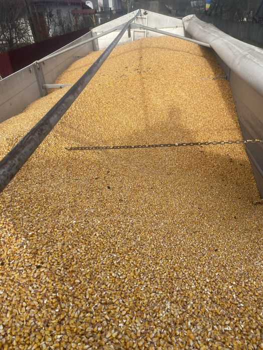 Vand porumb 1 leu /kg