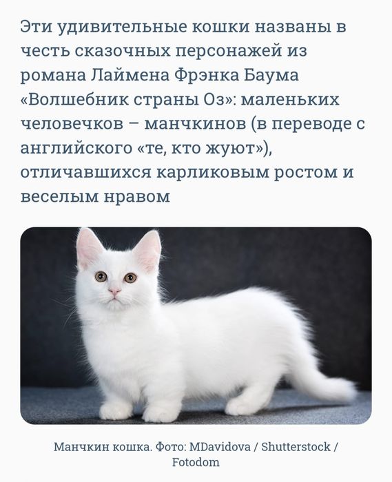 В продаже очаровательные Манчкин
