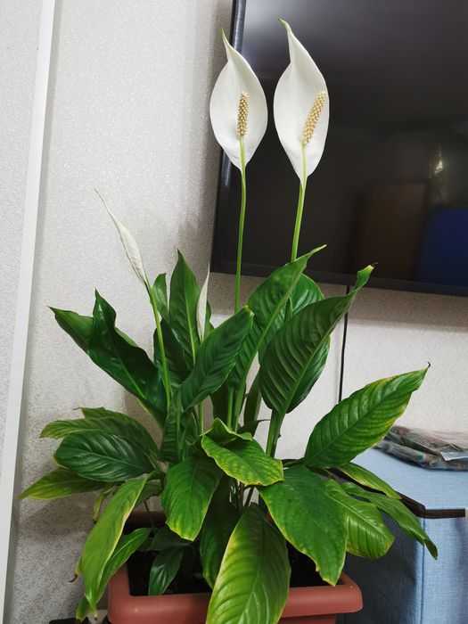 Продам комнатные цветы.