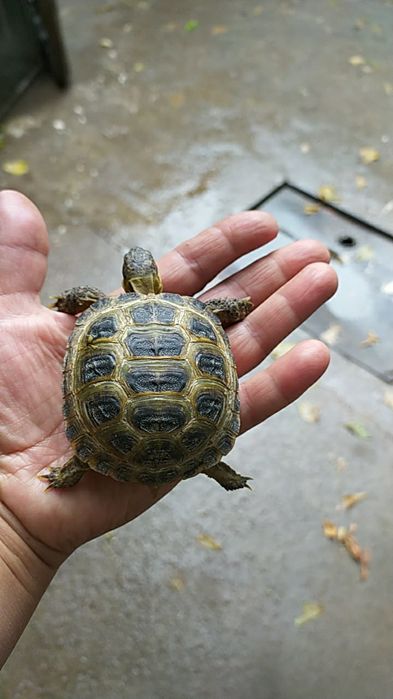 Сухапутные черепахи продается в комплекте.