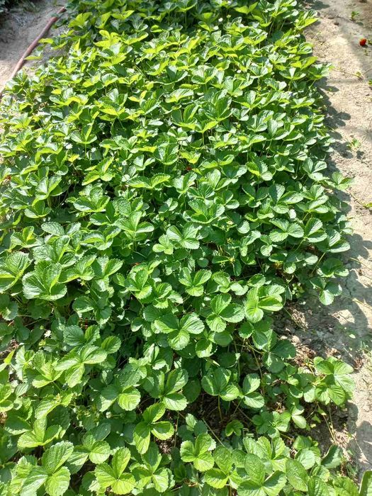 Разсад целогодишни ягоди Мурано