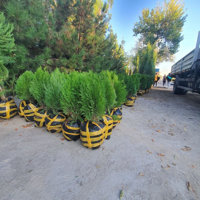 Archa  арча туя tuya Tuя