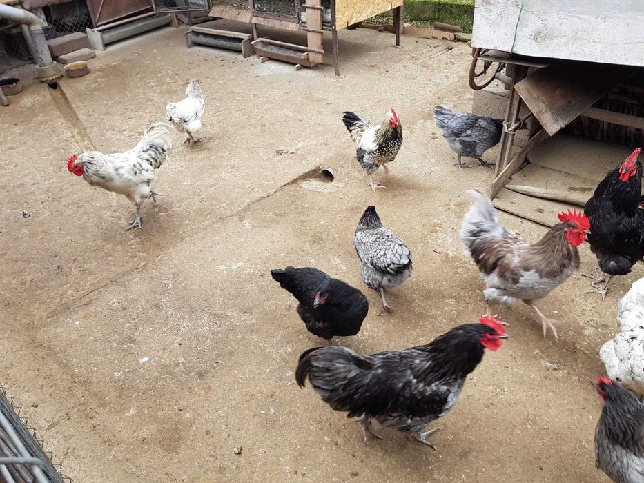 Vand cocosi Australorp/ Schimb cocos cu puicuta