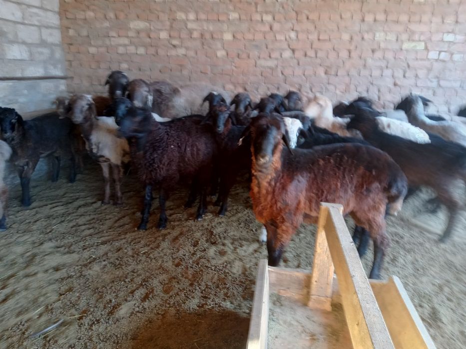 Семиз токтылар сатылады