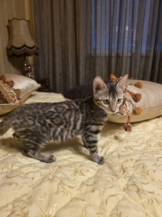 Бенгалски котета
