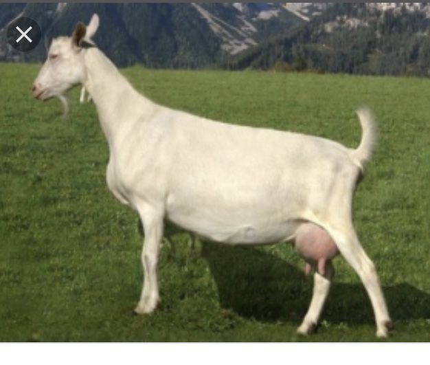 Ешки терисин кабылдаймын