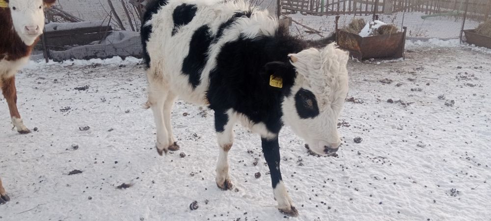 Продам телочку продам