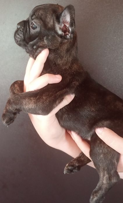 Щенки французского бульдога