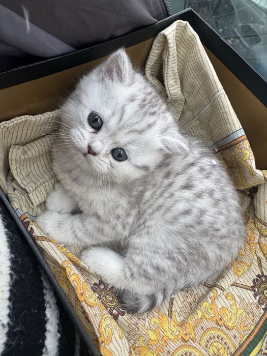 Котенок Скоттиш страйт