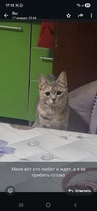 Отдам кошечку 8 мес