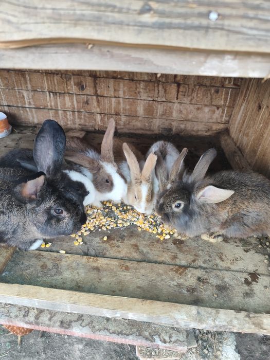 Vând iepuri de 2 luni jumate și de 3 luni