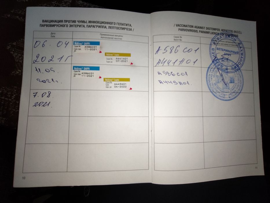 Продаётся взрослые шарпей кобель