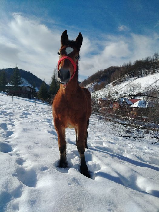 Vând mânză de 8 luni
