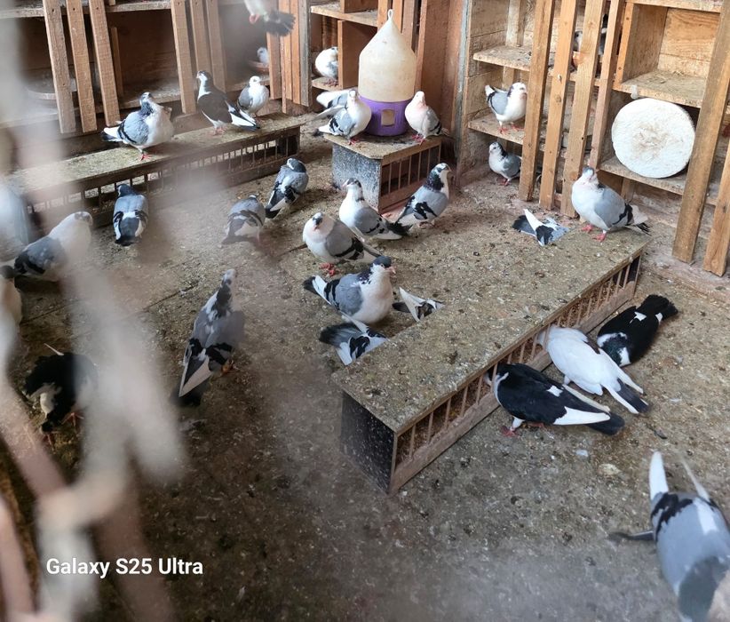 Porumbei jucatori galateni