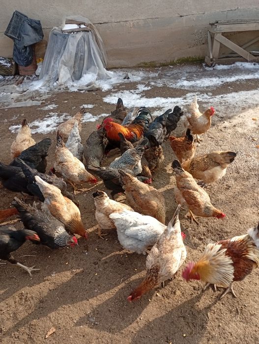 Домашний тауық сатылады