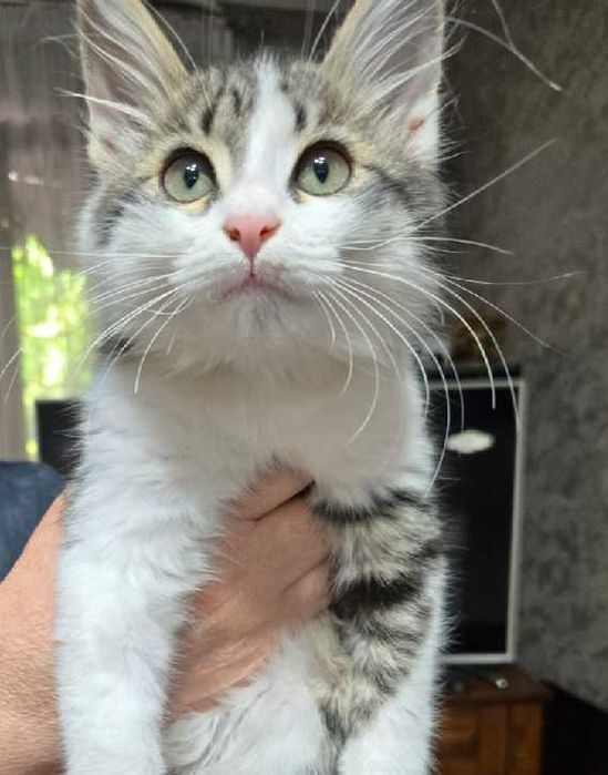 Ласковый котик ищет добрых хозяев