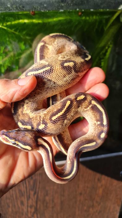 Самка,королевский питон.