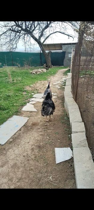 Kurka bor 2 tasi erkak 2 tasi ayol