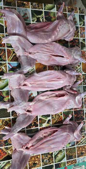 Vând iepurași si carne de iepure