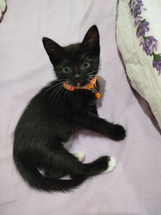 Отдам доброе руки!