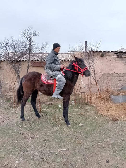 Тайдан Кунан шыгар еркек тай сатылада аяк сау денсауылыгын мыкты