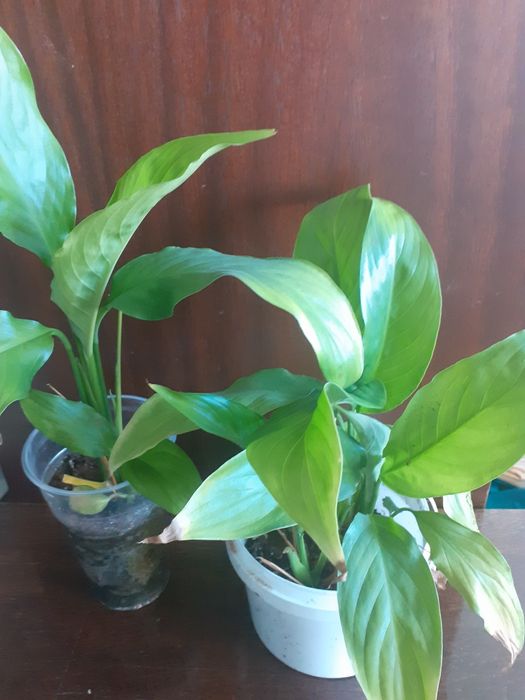 Продам недорого комнатные цветы