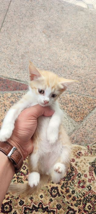 Отдам котенка девочку бесплатно в добрые руки