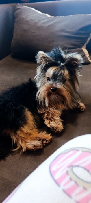 Мини Йоркширски териер момче