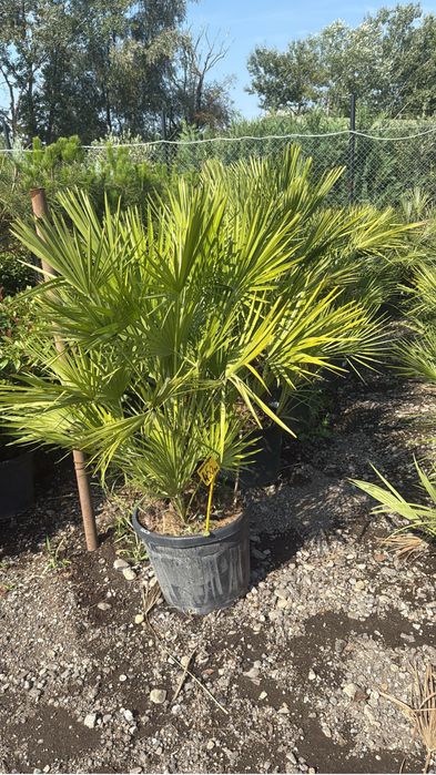 Diverse plante ornsmentale