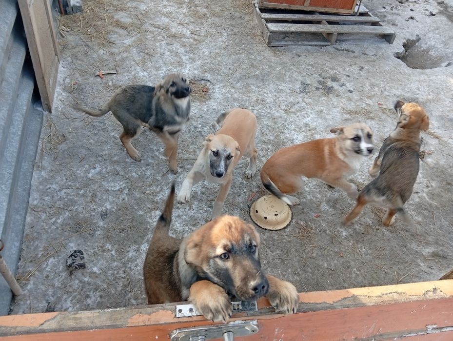 Отдам щенков бесплатно