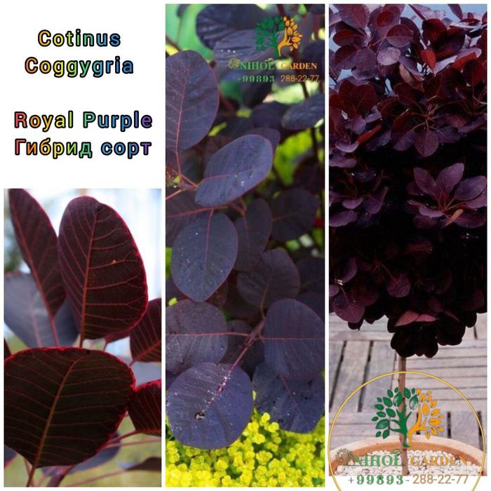 Скумпия роял пурпле оптом биринчи кул