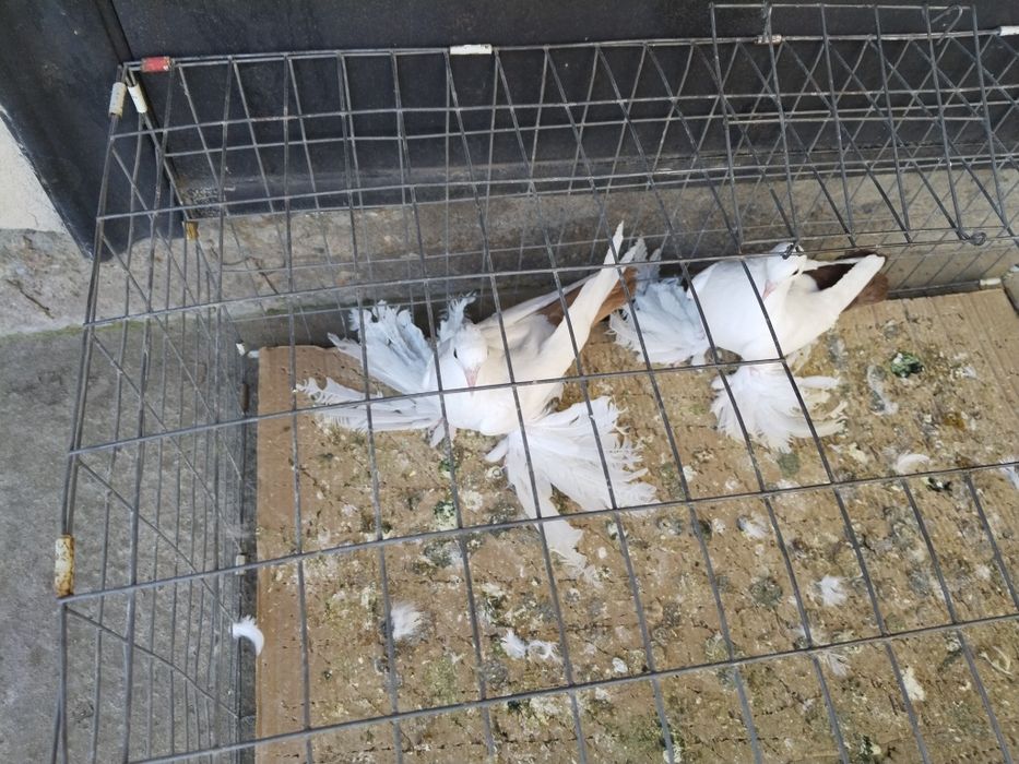 Голуби С/К Персы