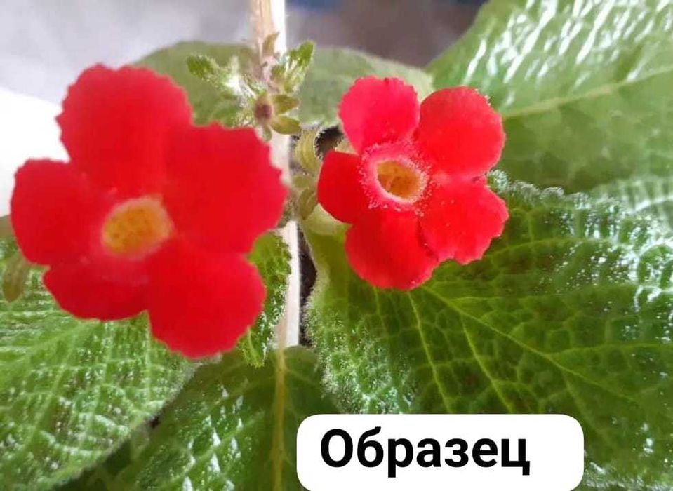 Продажа эписция...
