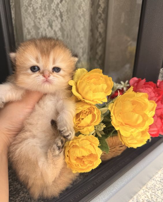 Готовятся на продажу котята