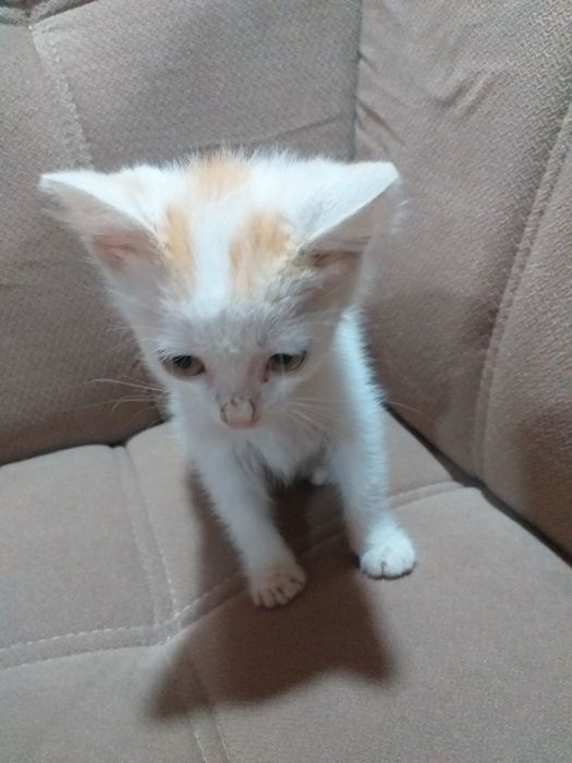 Котик Породистый