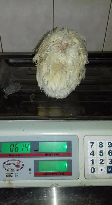 Vând ouă de prepelita pentru incubat