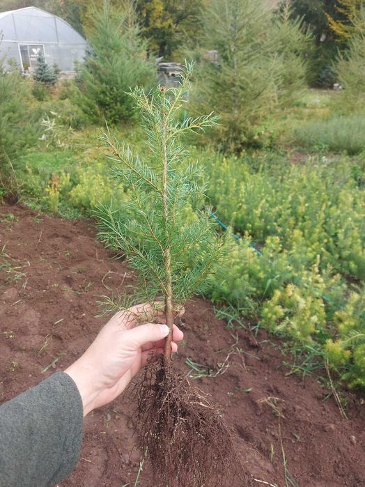 Puieti duglas Pseudotsuga menziesii ghiveci P12- plantare 12 luni/an