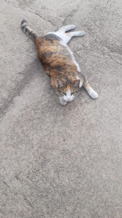 Потерялась кошка