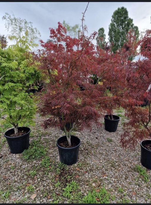 Plante Naturale din Pepiniera