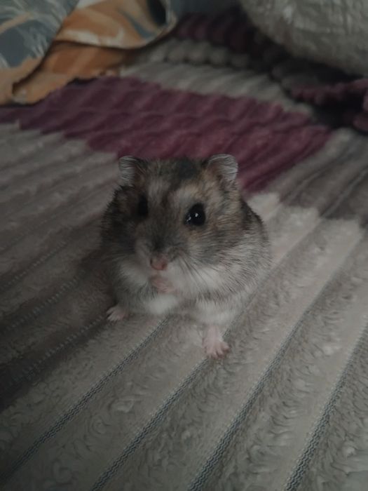 хомяк джунгарский