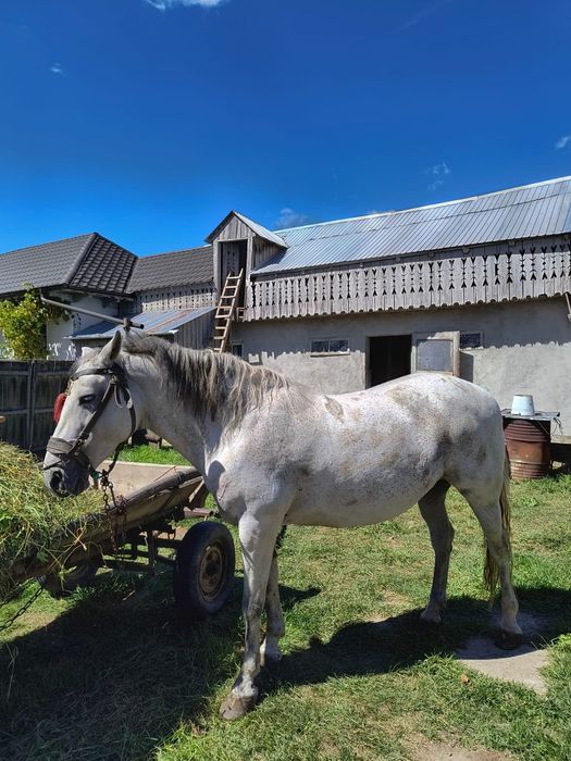 Vând iapa,vârsta 12 ani,comuna Bodești,detalii la telefon