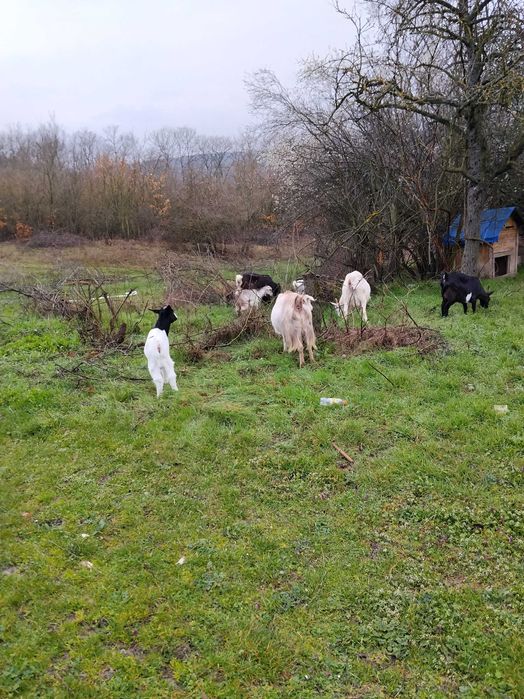 Продавам 4 кози и 3 ярета