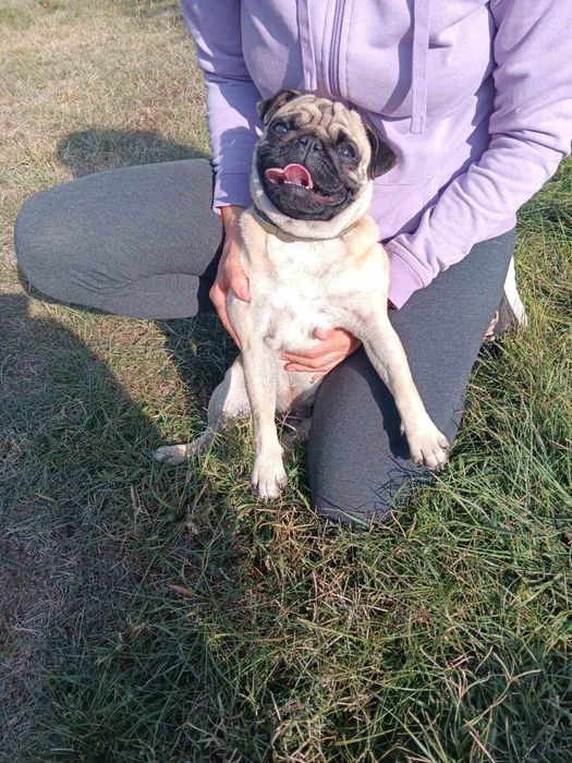 Хотел за кучета, котки, зайци, гризачи и птици