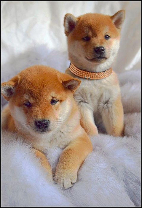 японские сибочки