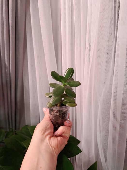 Продам комнатные цветы