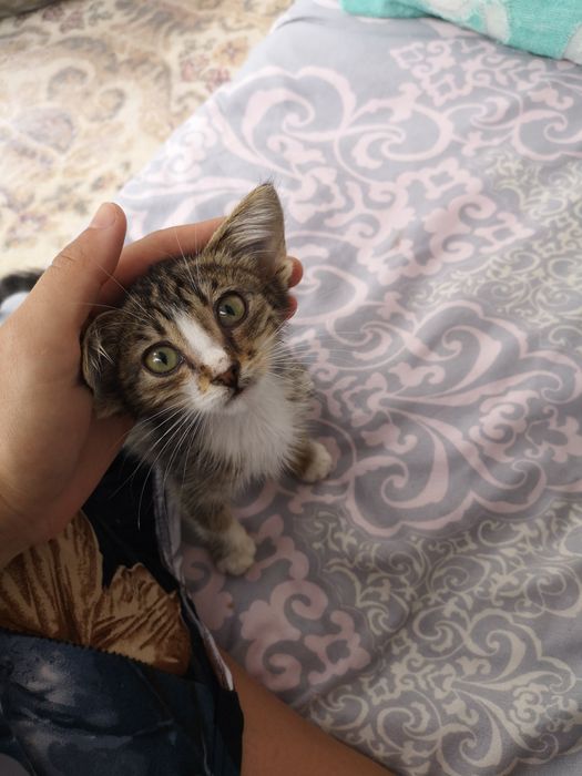 Котенки красавцы