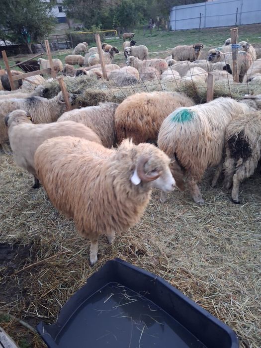 Oi de vanzare Arges