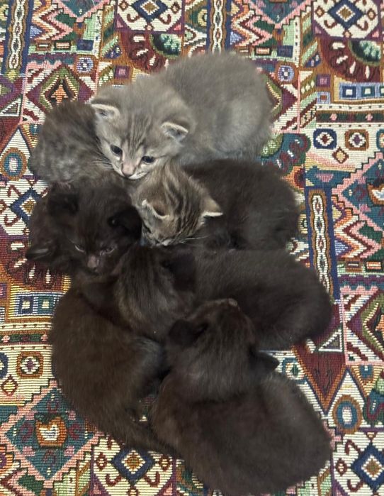 Котята в добрые руки