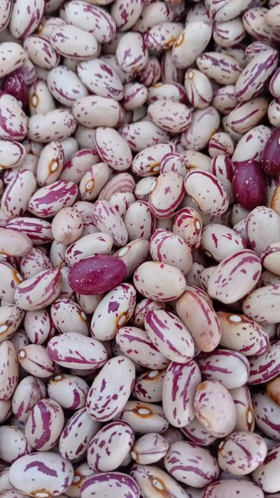 Fasole pestriță 2025